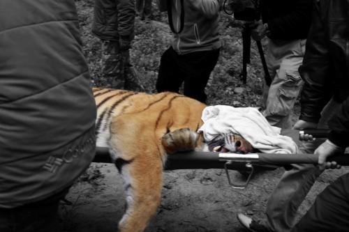 Poisoned Tiger in Tamil Nadu Raises Concerns
