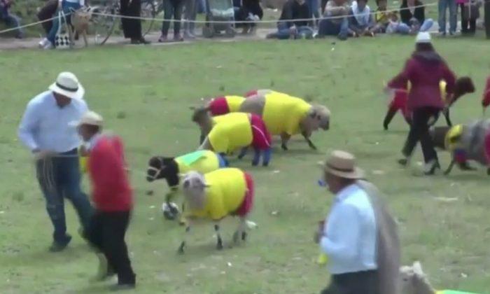 Sheep ‘Play’ Friendly Football Match (Video)
