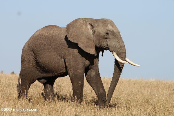 Poachers Kill Kenya’s Largest Bull Elephant