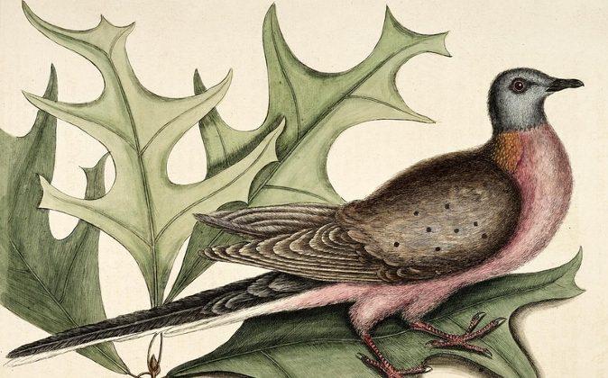 Humans Not Entirely at Fault for Passenger Pigeon Extinction