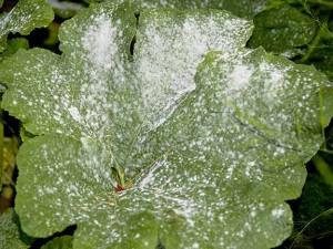 Simple Organic Fungicides for the Garden
