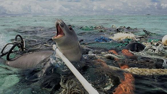 Plastic Kills: Here Is Why (+Video)