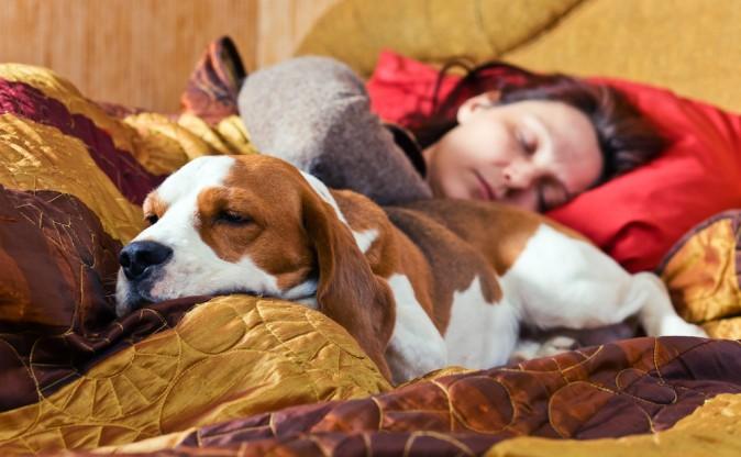 Are Your Pets Disturbing Your Sleep? You’re Not Alone, Mayo Clinic Study Finds 