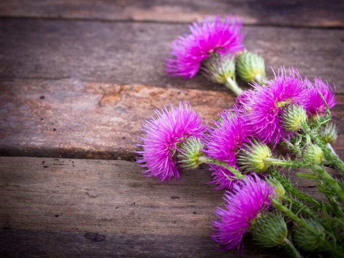 6 Edible Plants That Will Help You Survive in the Wild