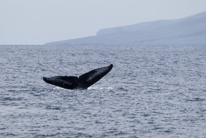 Are You Still Washing Your Face With Plastic? (+Video)