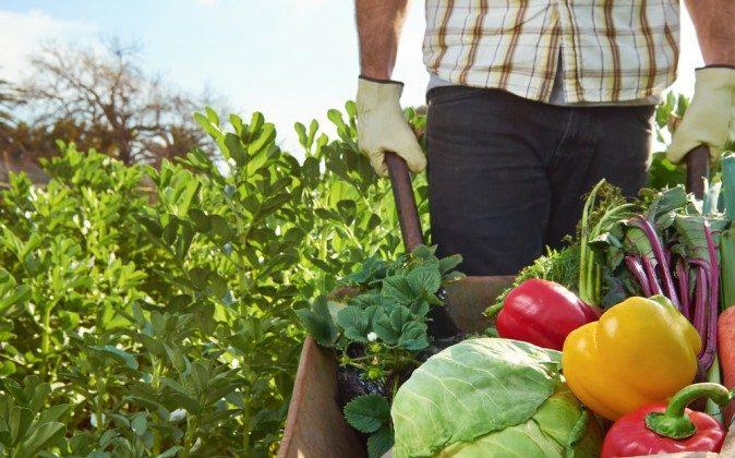 How Organic Farming Naturally Deters Pests Without Chemicals