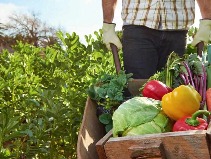 How Organic Farming Naturally Deters Pests Without Chemicals