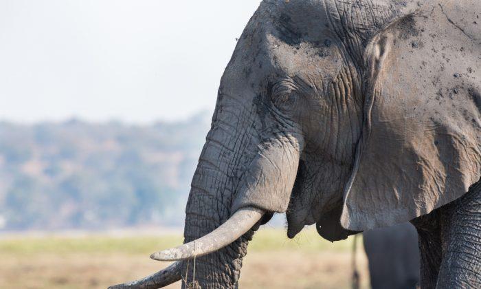 Plan to Build ‘CSI Elephant’ Uses DNA Forensics to Track Poachers