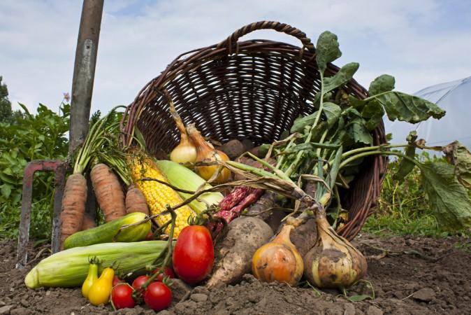 Are Organics Really Better?