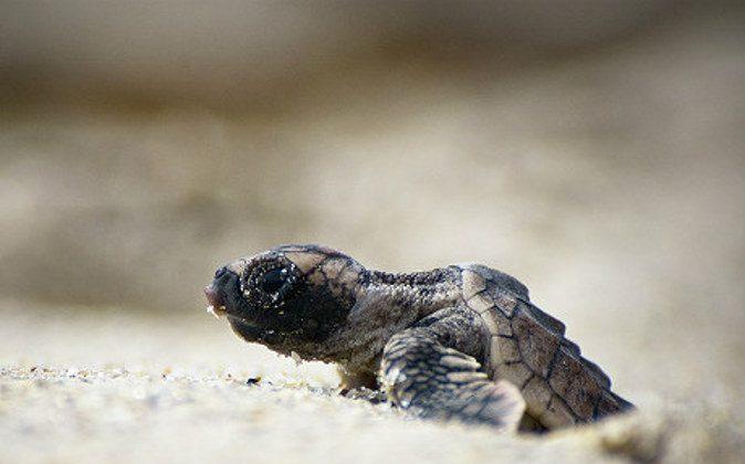 3 Fantastic Places to See Endangered Nesting Sea Turtles in Costa Rica