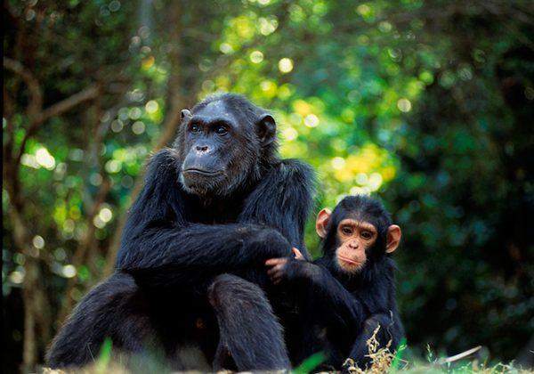 Endangered Apes Victimized by Animal Trafficking
