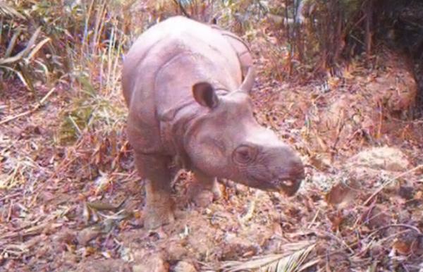 Invasive Palm Threatens Java Rhino Extinction