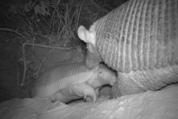 Mothers and Babies: Giant Armadillos Make Good Moms