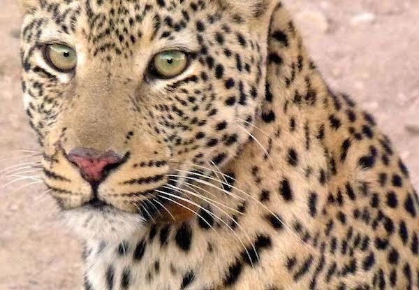 South Africa Wild Cats Protected by Dogs