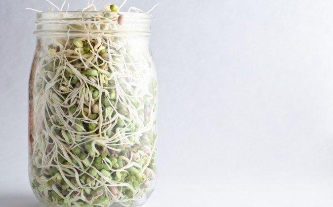 5 Reasons for Sprouting at Home