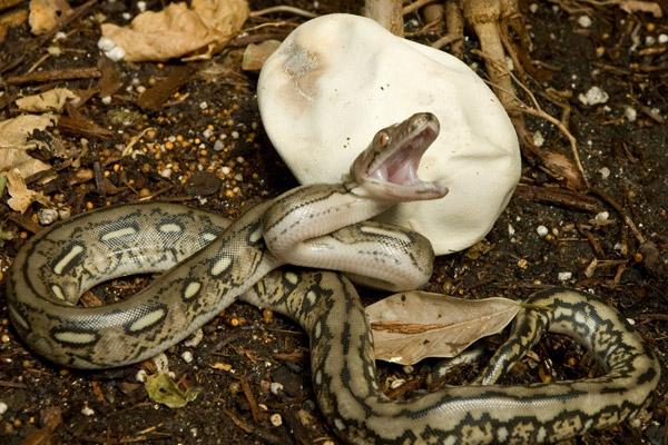Snakes: Keepers of the Ecological Balance