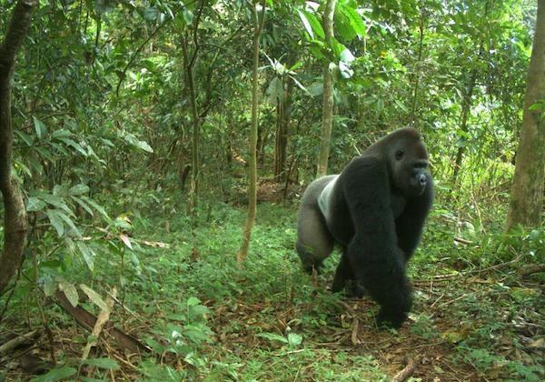 Deforestation Threatens Endangered Gorillas