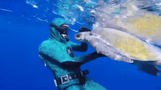 Diver Saves Sea Turtle, Then THIS Happens (Video)