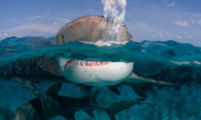 How Humans Can Really Avoid Shark Attacks and Help Protect Vulnerable Species