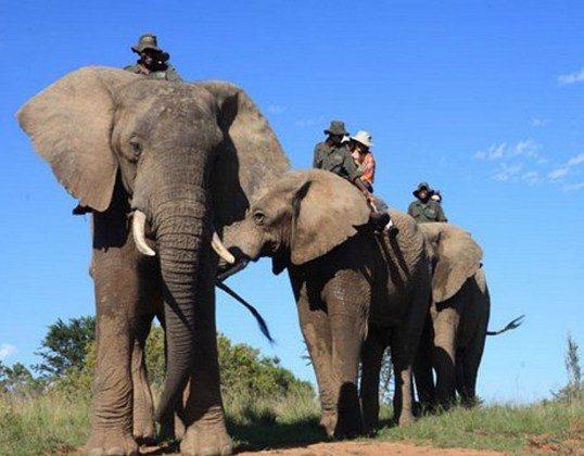 5 Luxury Lodges Where You'll See Elephants in South Africa