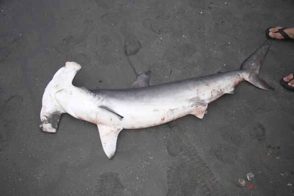First Shark Species Protected Under the ESA 