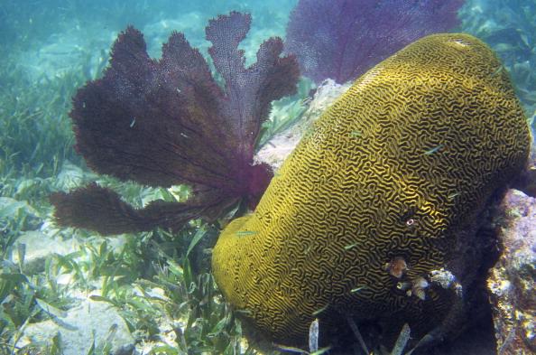 Coral Reefs Key for Saving Millions of Humans