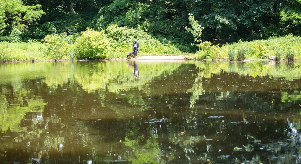 Are NYC Parks Becoming More Toxic?