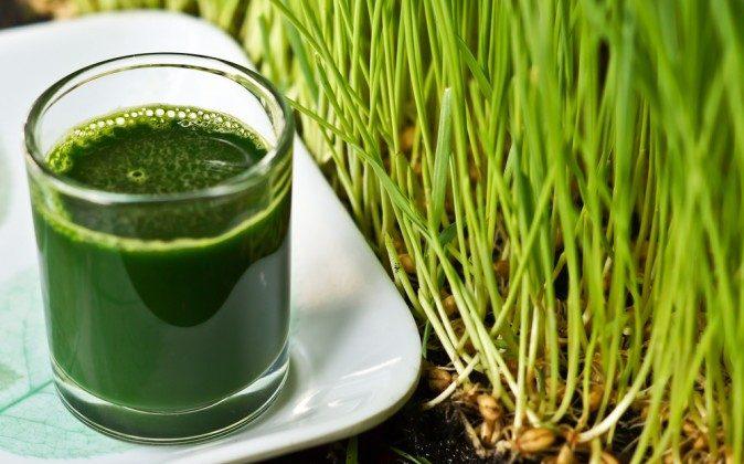 The Amazing Health Benefits of Wheatgrass Juice (Video)