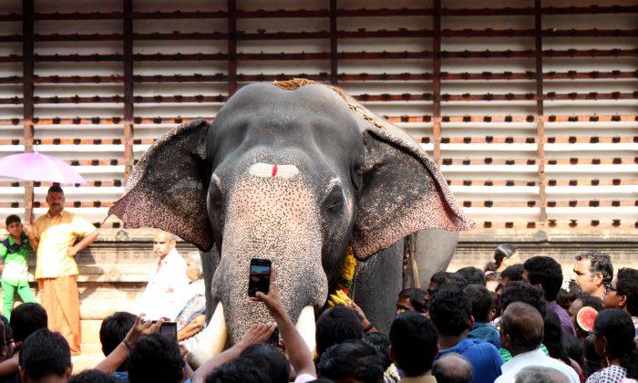 India’s Celebrity Elephants Do Not Enjoy Celebrity Comfort