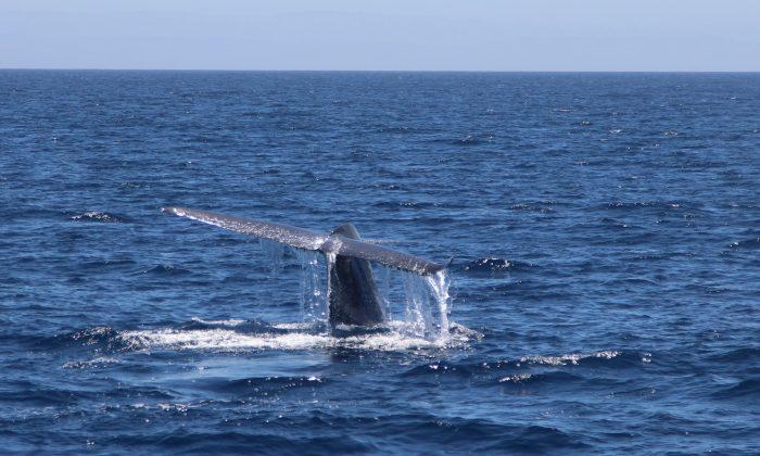Rarely Seen Whale Spotted Off Southern California Coast