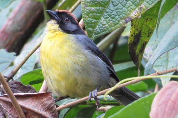 Columbia Mountain Range Reserve Protects Rare Birds