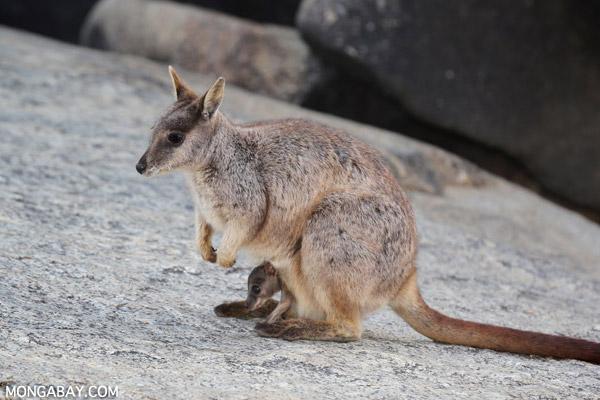 Australian Government Relaxes Conservation Efforts