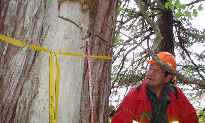 BC First Nation Works to Preserve Historically Important Trees