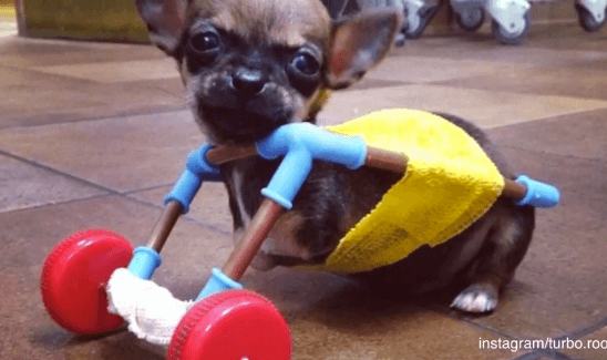 Disabled Chihuahua Gets Toy-Constructed Cart (Video)
