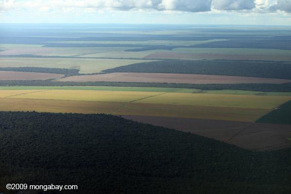 Deforestation Possibly Stopped by 2040 in Brazil