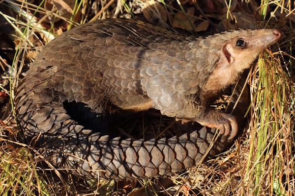 Millions of Endangered Pangolins Killed in 10 Years