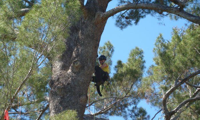Tree Climbing? Yes, it’s a Sport