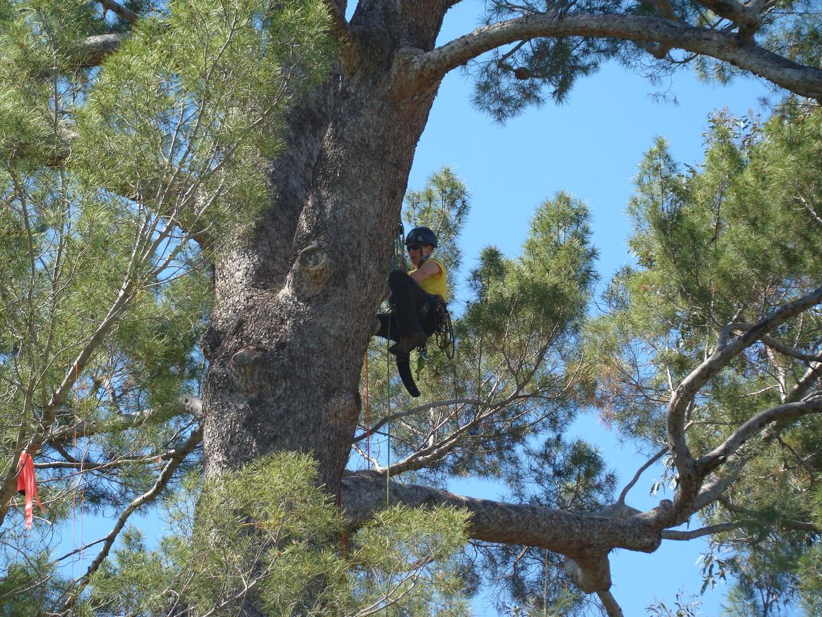 Tree Climbing? Yes, it’s a Sport