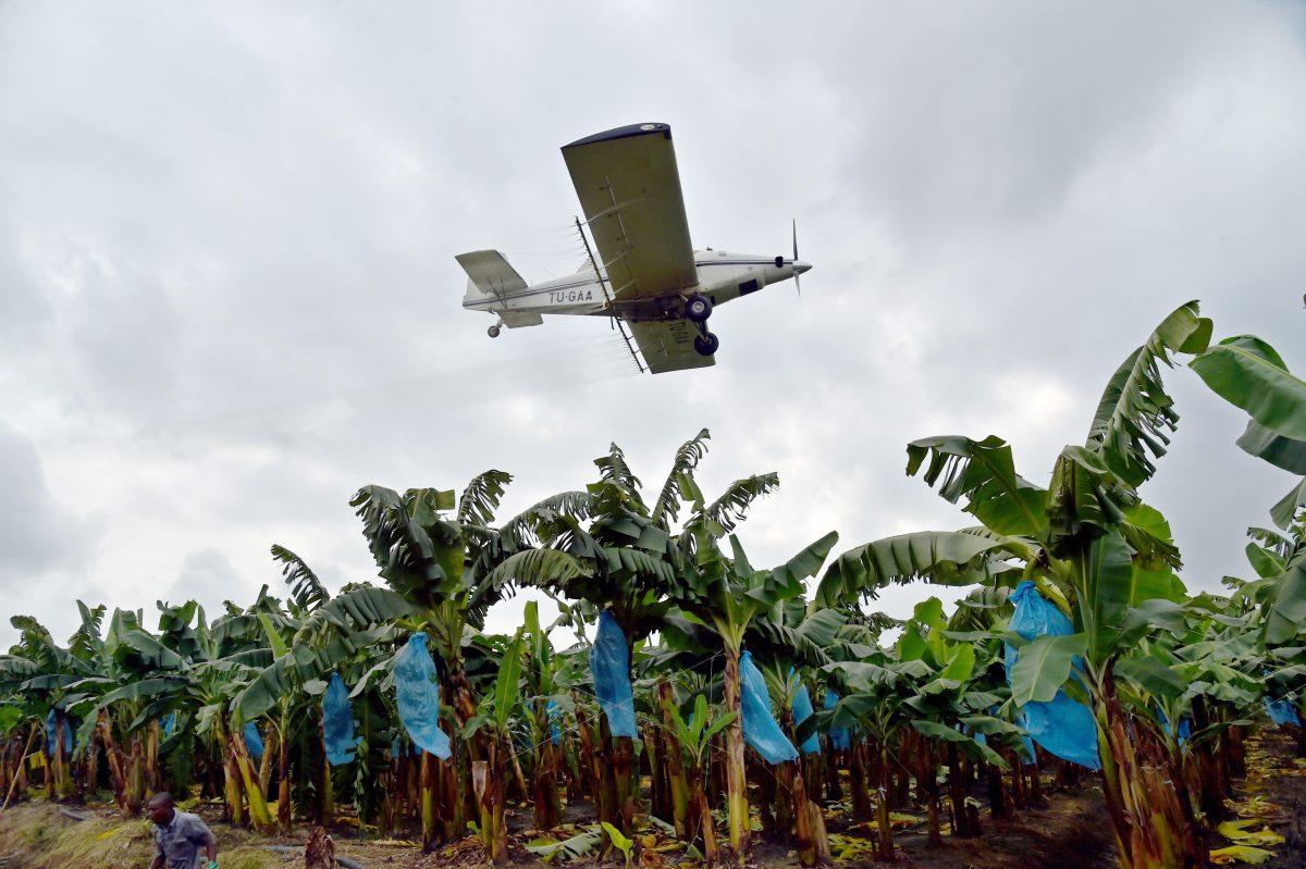 A plane sprays pesticides on a banana plantation west of Abidjan, Ivory Coast, on July 15, 2014. (Issouf Sanogo/AFP/Getty Images)