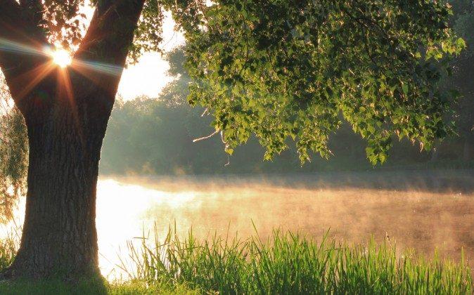 The Health Benefits of Trees