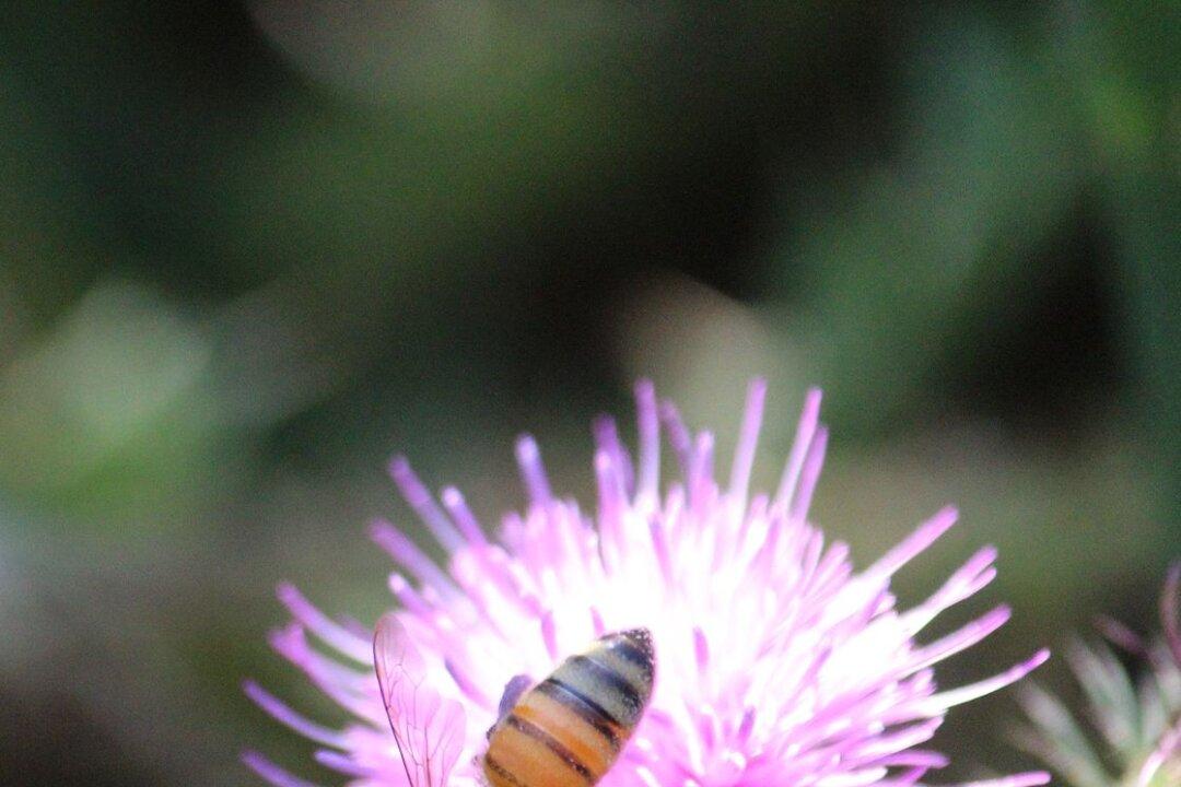 Herbicides Not Needed for Thistles in the Garden