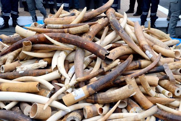 The Demand for Ivory Tusks—Deadly for Elephants