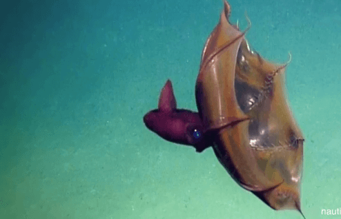 Rare Footage of Vampire Squid Captured (Video)