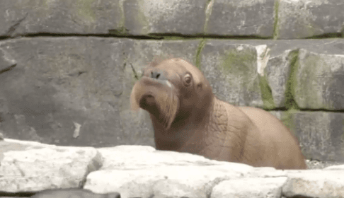 First Ever Walrus Pup Born in German Zoo Makes Its Debut (Video)