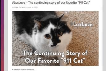 Crazed Cat Forces Couple to Lock Themselves in Room (Video)