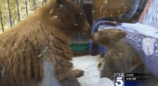 Bears Caught Eating Stolen Cocoa Krispies (Video)