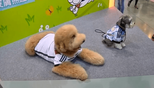 Pets Dress Up in World Cup Team Football Shirts (Video)