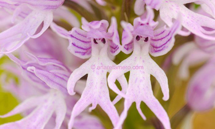 What This Photographer and Biology Teacher Sees When She Looks at Orchids Is Quite Amazing