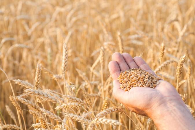 How Gluten can Affect Your Brain, Gut, and Skin