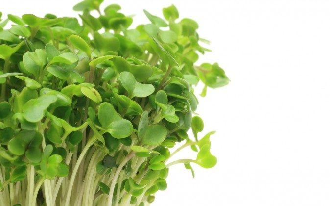 Broccoli-Sprout Beverage Helps Detoxify Environmental Pollutants 